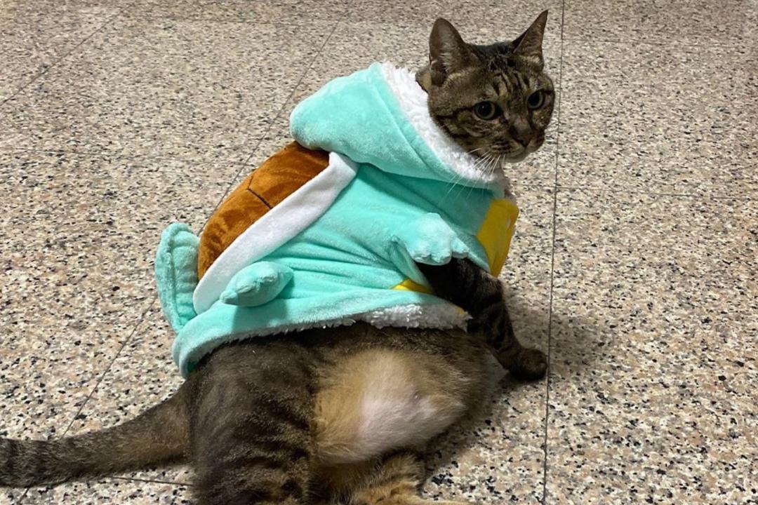 FiFi在網路上有許多經典頭套照。（圖片提供／Instagram@fifiisafatcat）