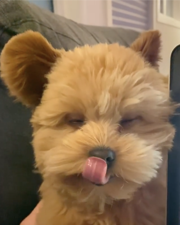 oliver在睡覺前的彌留之際，還不忘舔主人的電腦！（圖／截自Instagram@oliverthedogx授權影片）