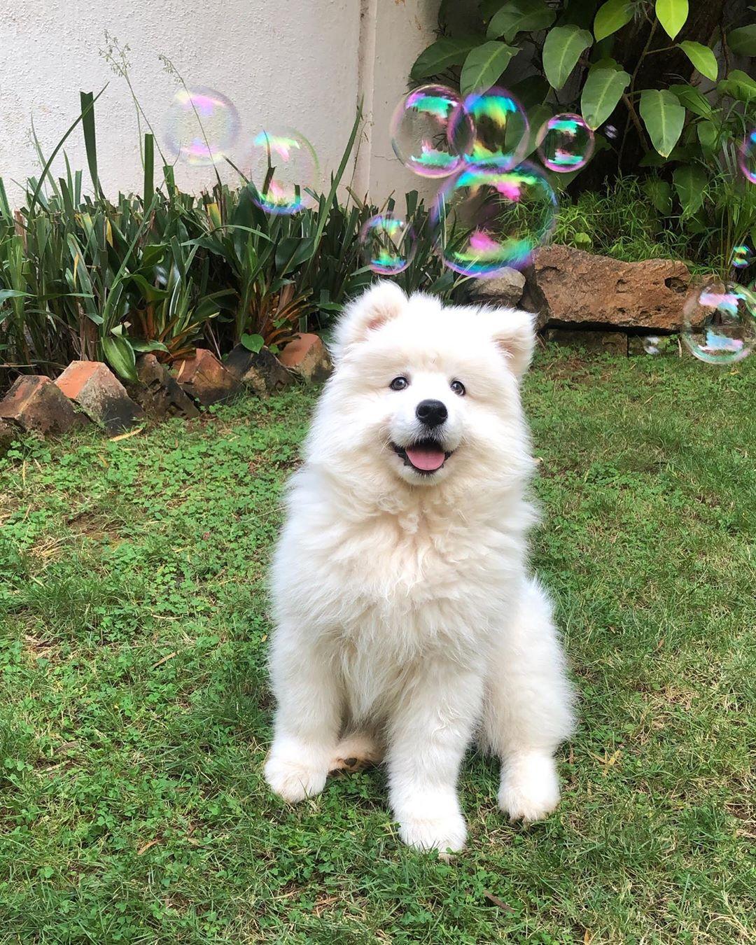可愛的薩摩耶犬Sugar，也相當好動。（圖片提供／Instagram@sugar_thesamoyed）
