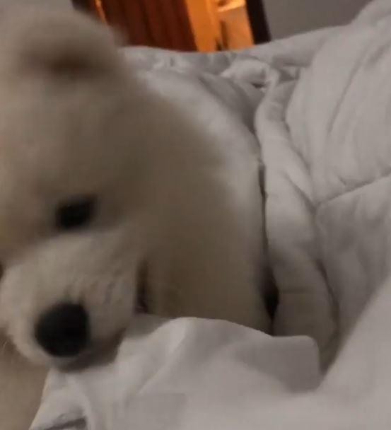 Sugar為了叫主人起床，無所不用其極。（圖／截自Instagram@sugar_thesamoyed授權影片）