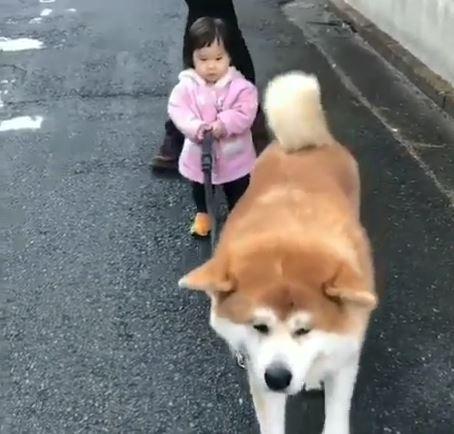 たい配合小主人的步伐，刻意放慢走路速度。（圖／截自Instagram@junko.ishiyama.543授權影片）