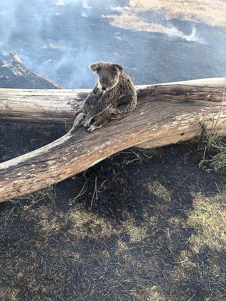 無尾熊的眼淚⋯⋯澳洲大火燒掉4.8億隻動物 「它」揭開3大真相