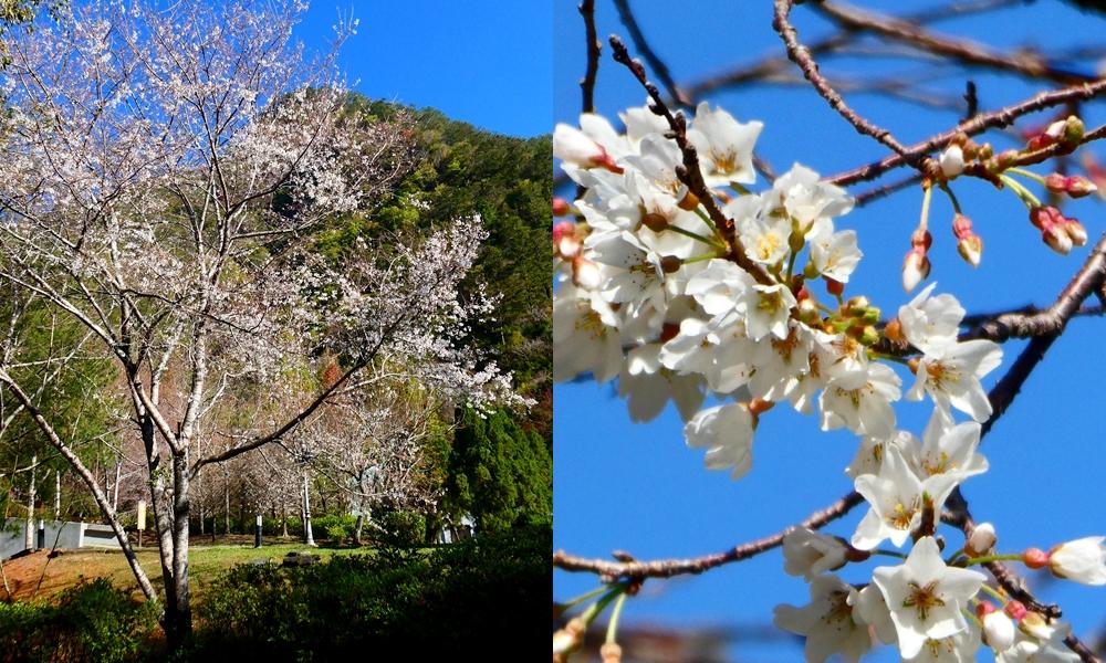 圖／南投林管處，目前花況