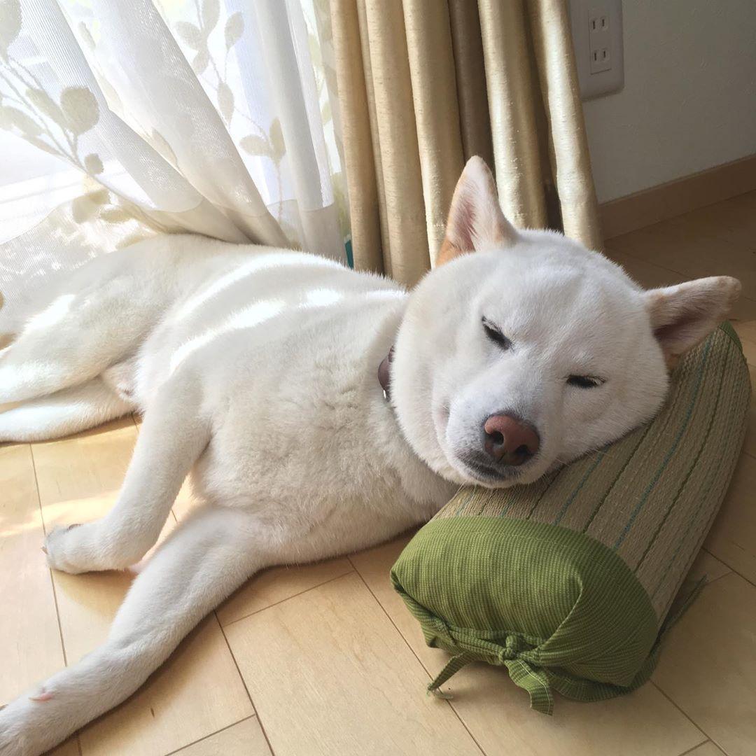 可愛的白柴五助為家中帶來了不少歡笑。（圖片提供／Instagram@yu.ma_kaka）