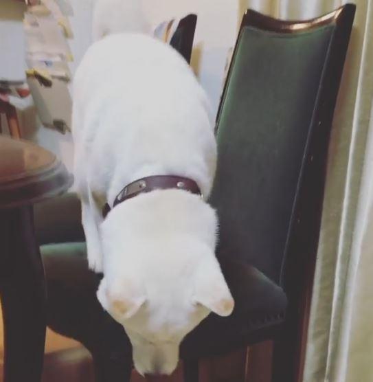 五助被「困在」椅子上不敢下來，畫面意外爆笑。（圖／截自Instagram@yu.ma_kaka授權影片）