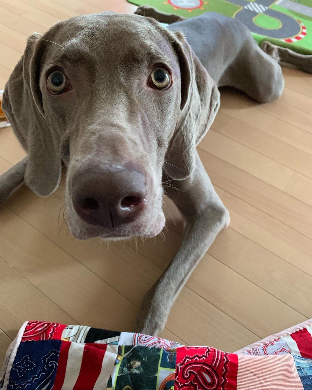 可愛的威瑪犬フィン，平常最喜歡跟小主人玩在一起。（圖片提供／Instagram@finmam125）