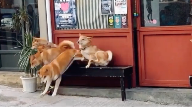 Grandpa進行冰桶挑戰，狗狗卻被嚇到拔腿狂奔！（圖／截自Instagram@shibaland授權影片）