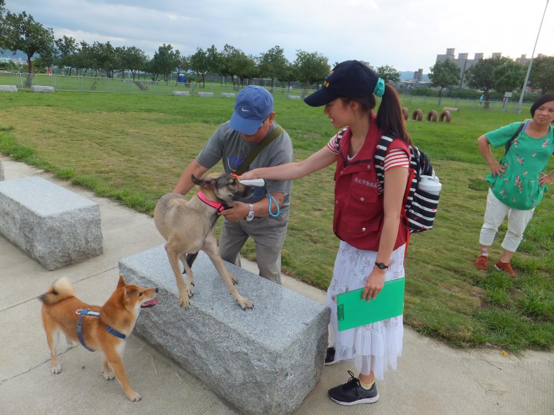 動保處人員會不定期巡查飼犬有無完成絕育。(新北市動保處提供)