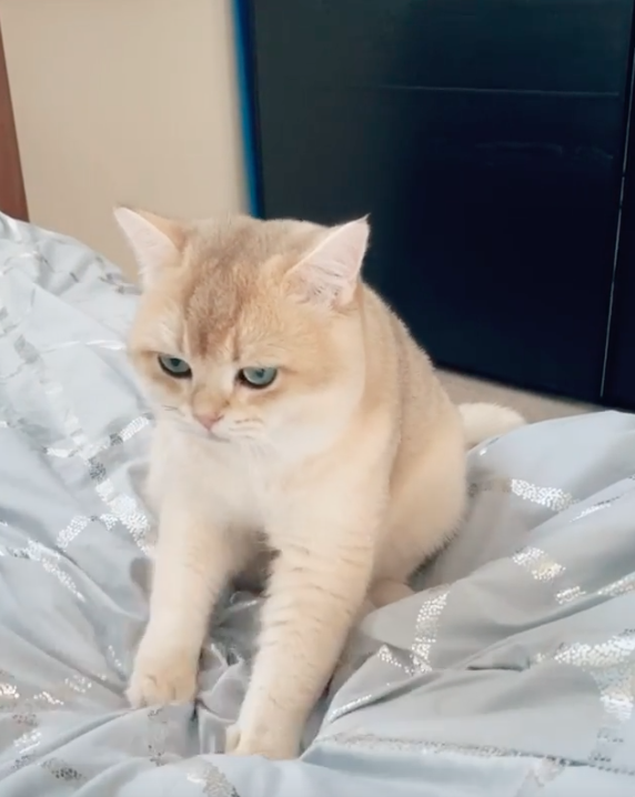 貼心的peanut幫忙按摩棉被，一切都是為了奴才！（圖／截自Instagram@sir.peanut.cat授權影片）