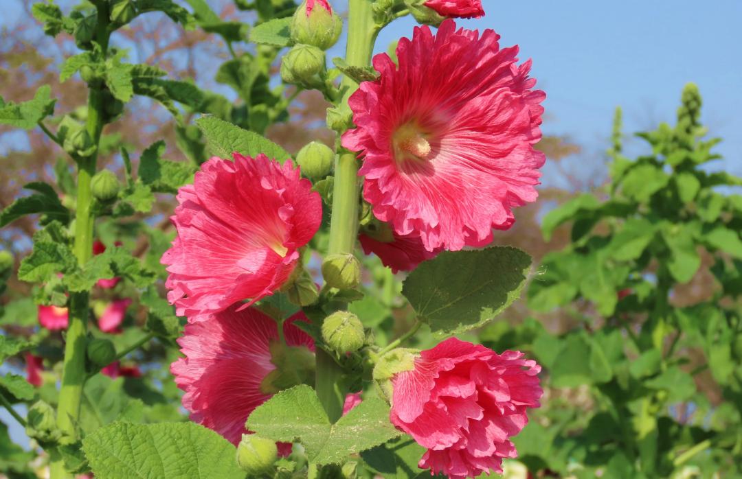 今年台南蜀葵花提早綻放，花色十分豔麗。（圖／記者楊金城攝）