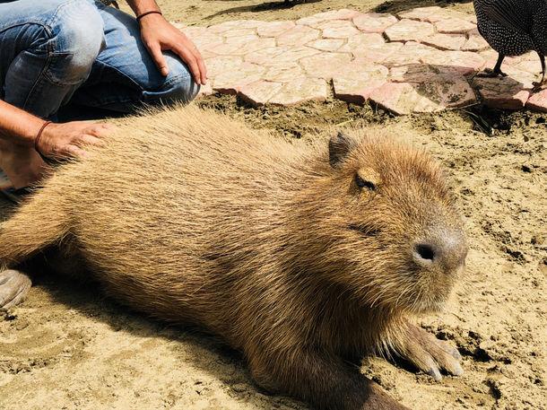 動物園露營去！日本全新野奢營地、樹屋開放預約，還能和長頸鹿一起吃早餐