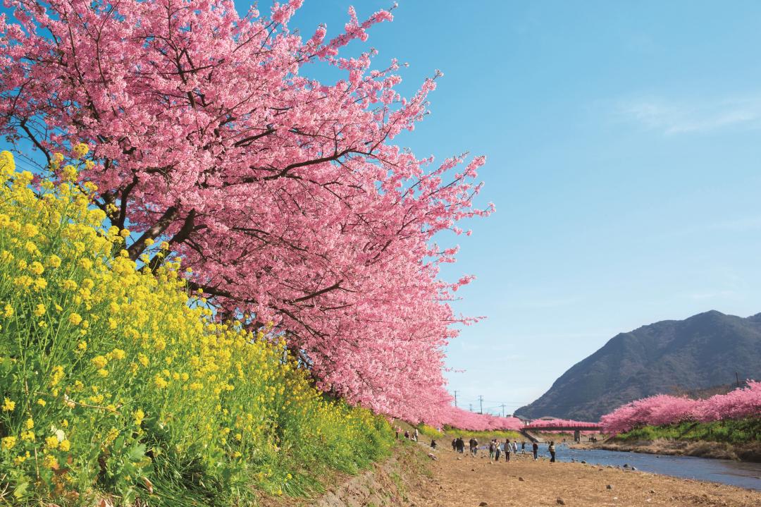 日本即將迎來3月賞櫻旺季，卻因為疫情降低台灣人出國的意願。（圖／JR東日本鐵道株式會社提供）