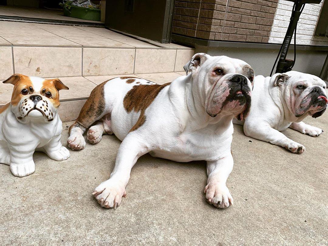 原PO家中飼有兩隻鬥牛犬，目前一起住在仙台。（圖片提供／Instagram@engbulldogbros_butch.shiro）