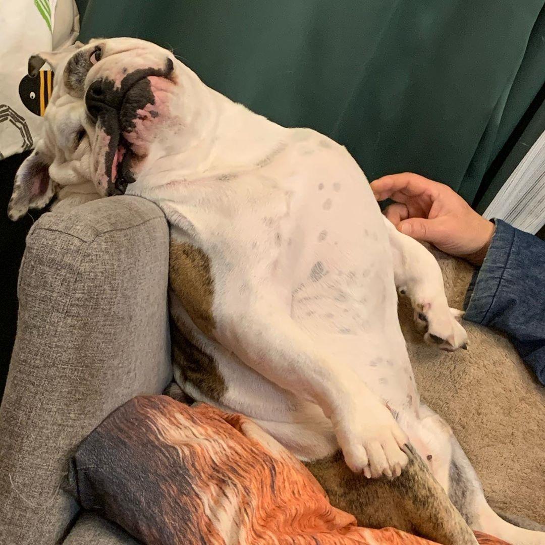 鬥牛犬發現主人狂吵牠睡覺後，馬上使出超殺眼神。（圖片提供／Instagram@engbulldogbros_butch.shiro）