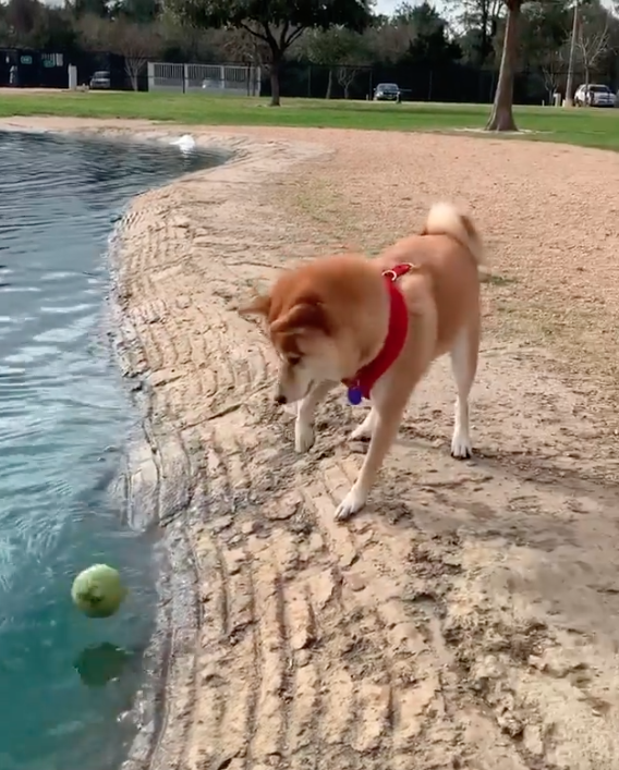 柴犬自己在湖邊玩你丟我撿。（圖／截自Instagram@shibadog_yume授權影片）