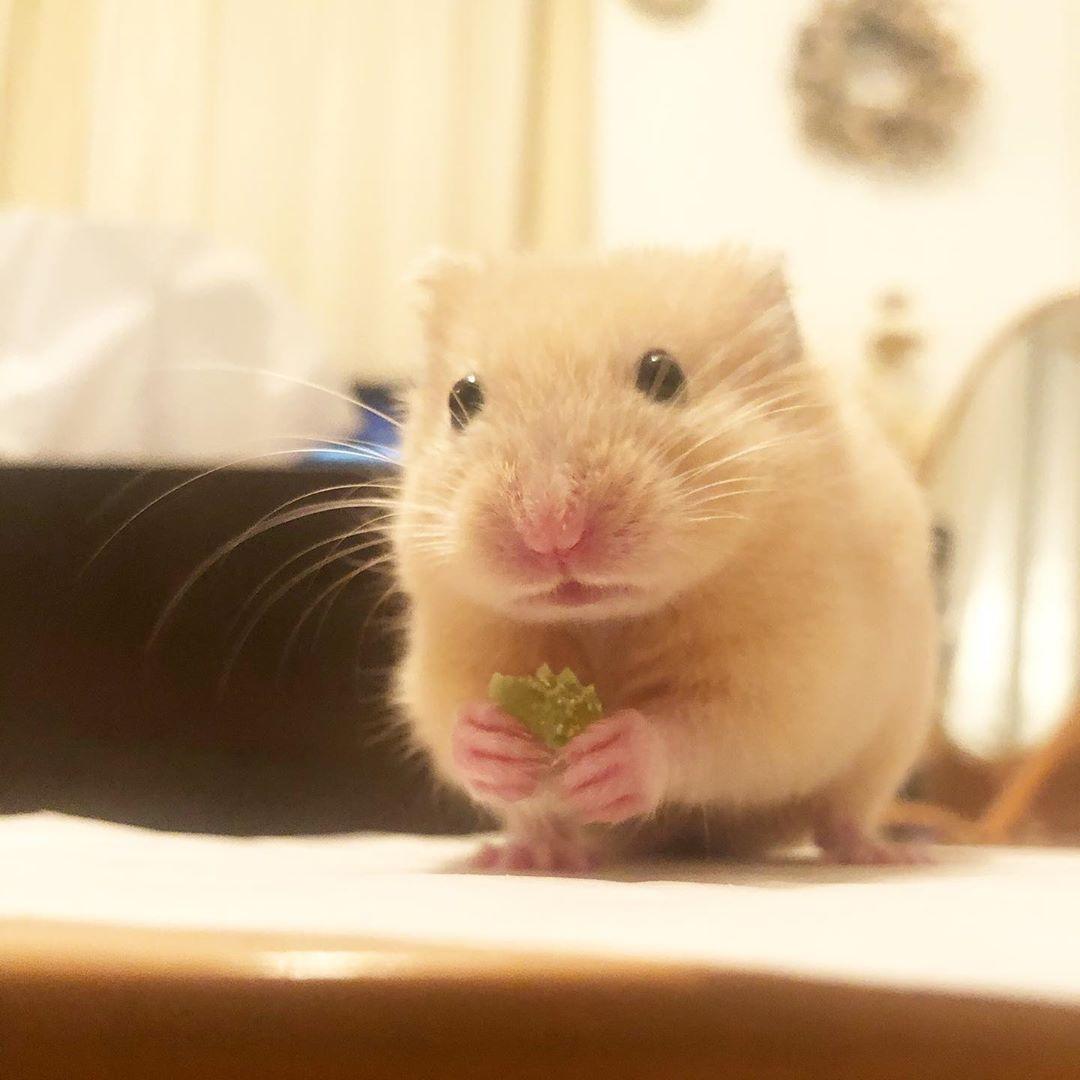 可愛的倉鼠きゅる也相當貪吃。（圖片提供／Instagram@kyuru_run）