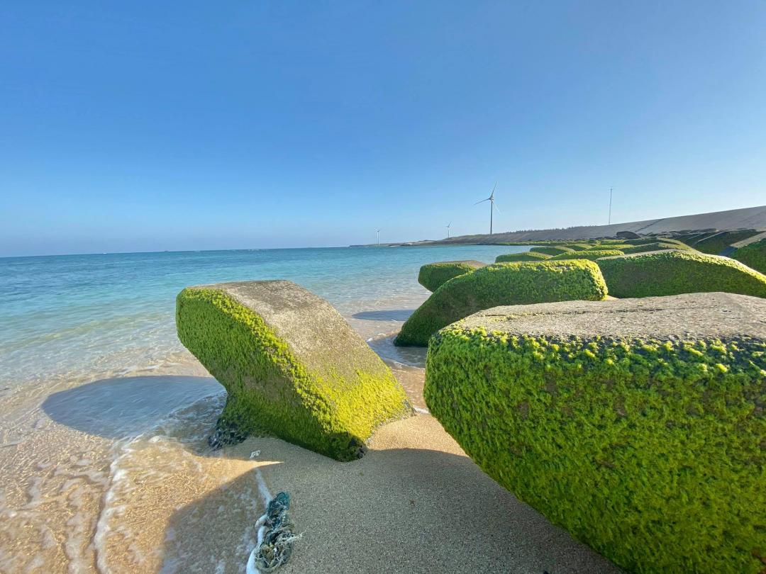 一整排消波塊都覆蓋一層抹茶色綠藻，襯托藍海美景。（圖／澎湖傑克家族民宿提供）