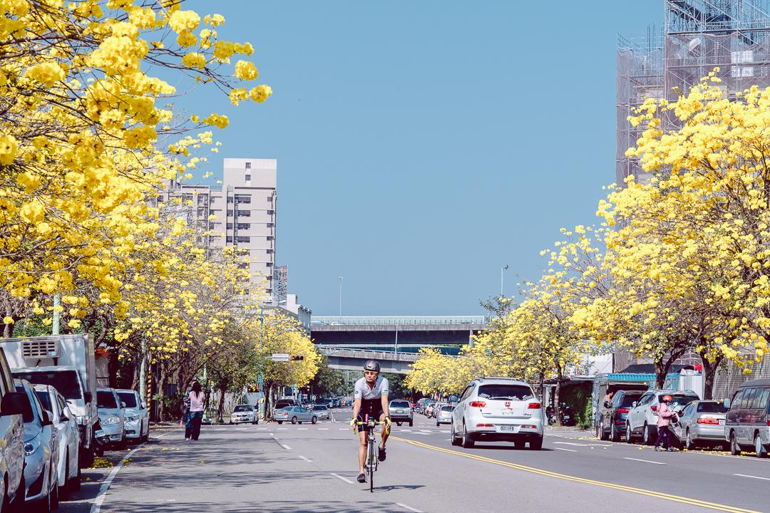 鄰近廍子公園的太順路，道路兩旁種滿黃花風鈴木，沿路綻放十分搶眼。（圖／IG@chinling_kuo提供）