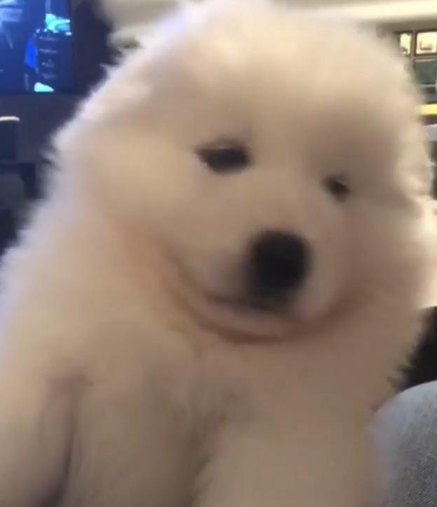 Gouda一被飼主抱起，肥肥的下巴就跑出來了。（圖／截自Instagram@goudathesammy授權影片）