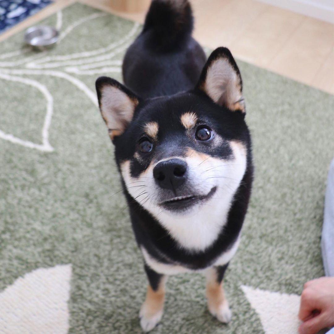 柴犬きなこ的飼主常在網路上分享牠的超有愛萌照。（圖片提供／Instagram@shiba.kina）