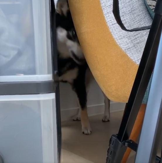 害羞的きなこ後來躲起來，不給主人拍。（圖／截自Instagram@shiba.kina／授權影片）