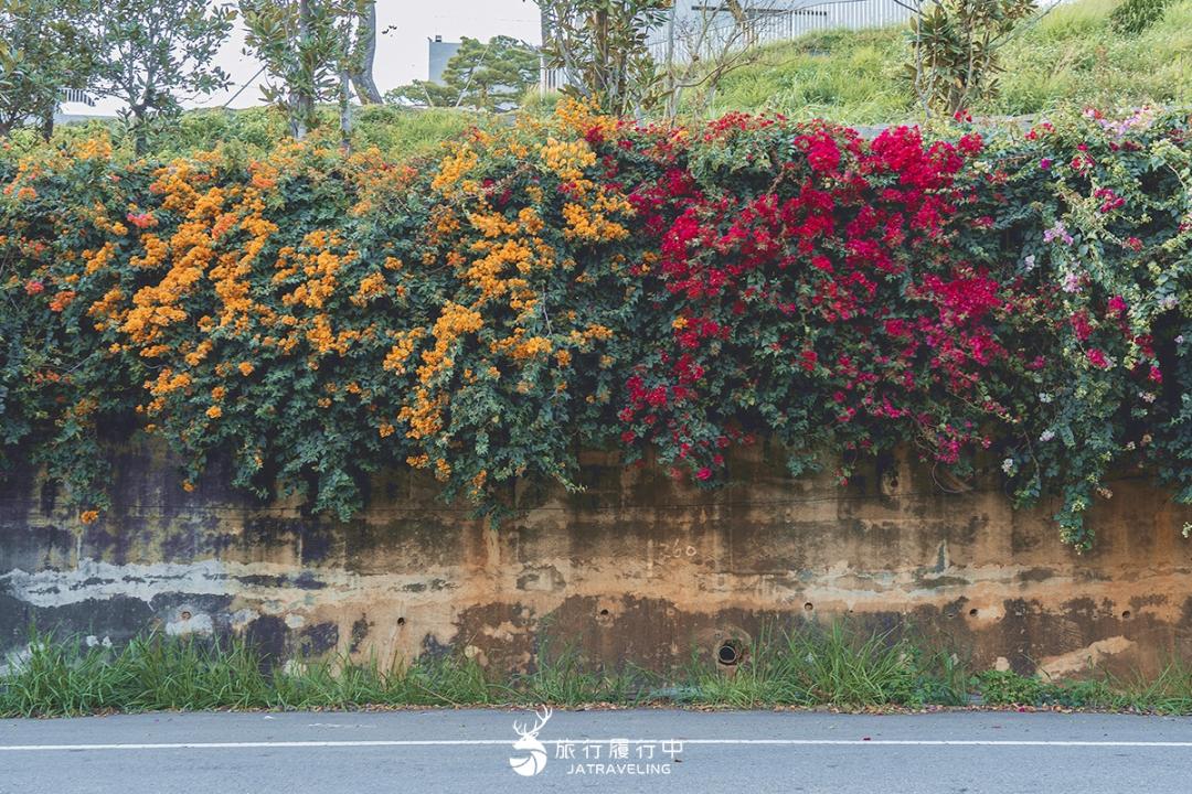 分區栽種的九重葛從牆面垂掛而下，彷彿彩色花瀑。（圖／旅行履行中提供）