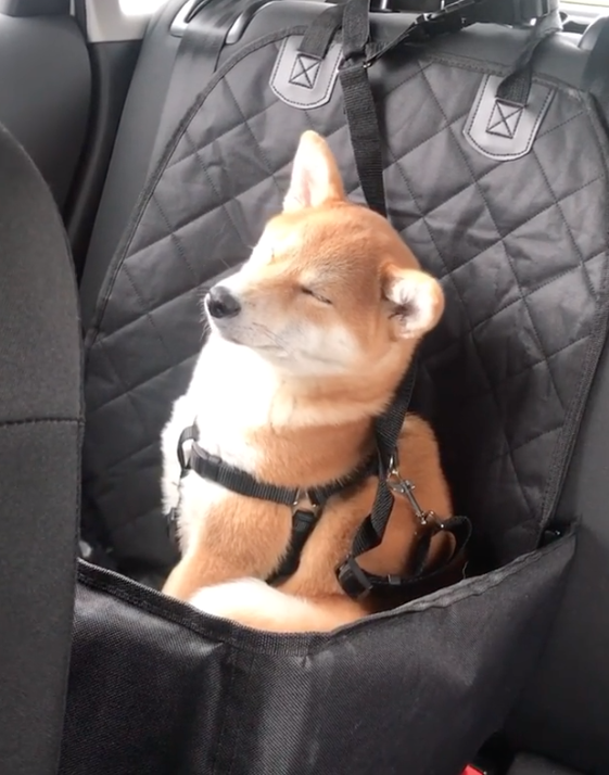 上車睡覺下車尿尿 柴犬一上車開始 度估 網友找到亮點 這主人很讚 玩咖playing 自由電子報