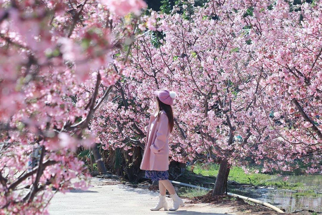 沿著步道欣賞滿開的櫻花海，特別唯美浪漫。（圖／IG@3more_hi4提供）