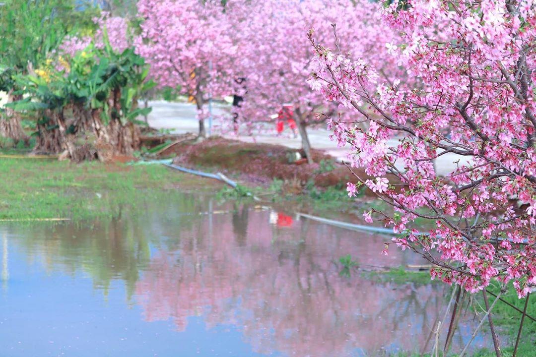 一整排櫻花樹襯著水池倒影的景色也很夢幻。（圖／IG@3more_hi4提供）