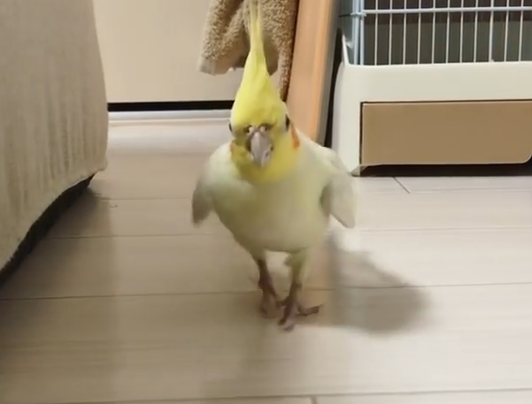 鸚鵡うめもん走路超像在跳踢踏舞，還發出療癒的噠噠噠聲響。（圖／截自Instagram@umemon_93授權影片）