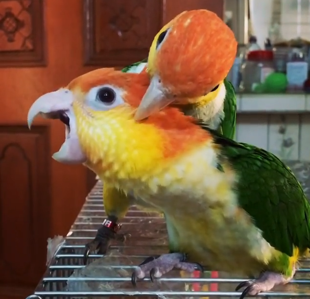 鸚鵡BB和安安是一對感情很好的凱克鸚鵡夫妻檔。（圖片提供／Instagram@birdsismylove）