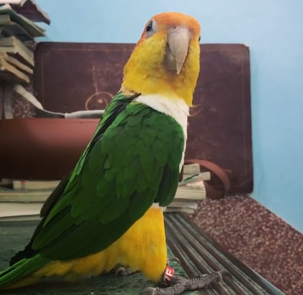 鸚鵡BB精準轉頭，從45度角切換到90度角。（圖／截自Instagram@birdsismylove授權影片）