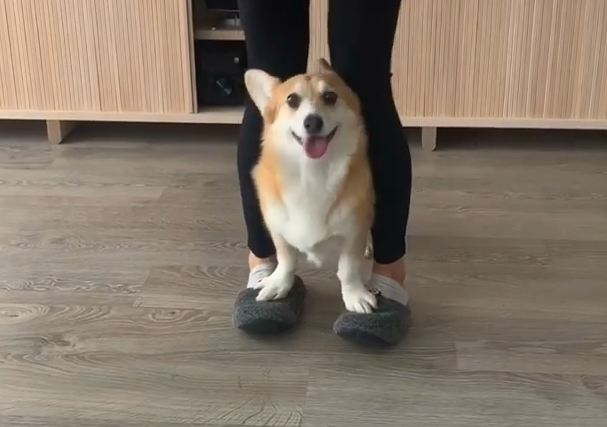 Codie腳踩主人變身超萌四腳獸。（圖／截自Instagram@codiethecorgi授權影片）。