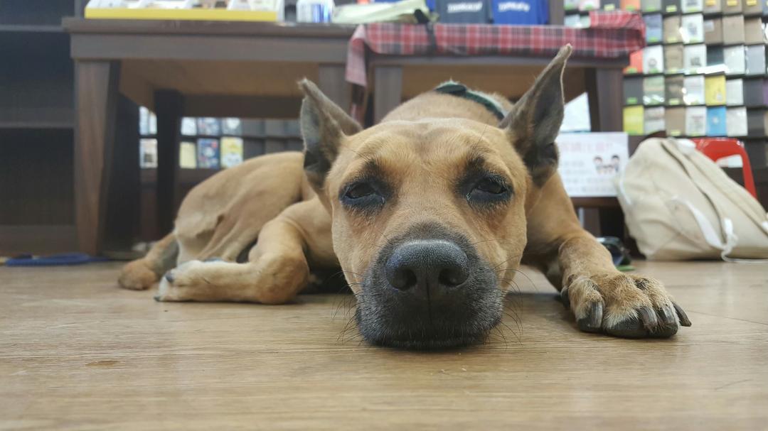 喜歡抖個不停的小黃，還讓不少同學誤以為牠怎麼了，也讓關懷動物社經常收到通報。（圖片提供／淡江大學關懷動物社）