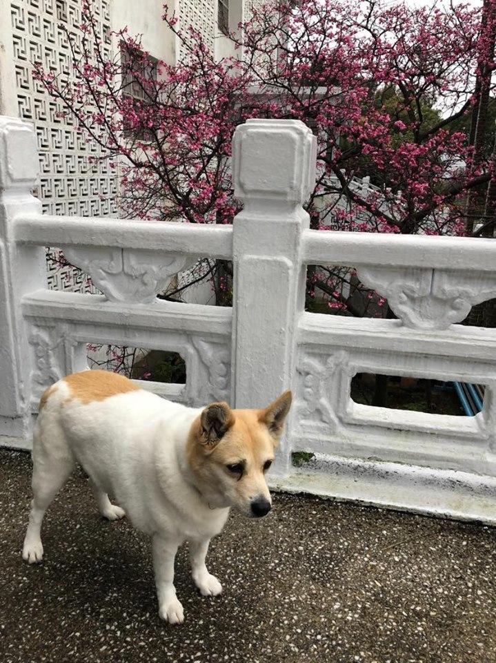 被教授悉心照顧的胖妹，在校園裡也過得相當自由快樂。（圖片提供／淡江大學關懷動物社）
