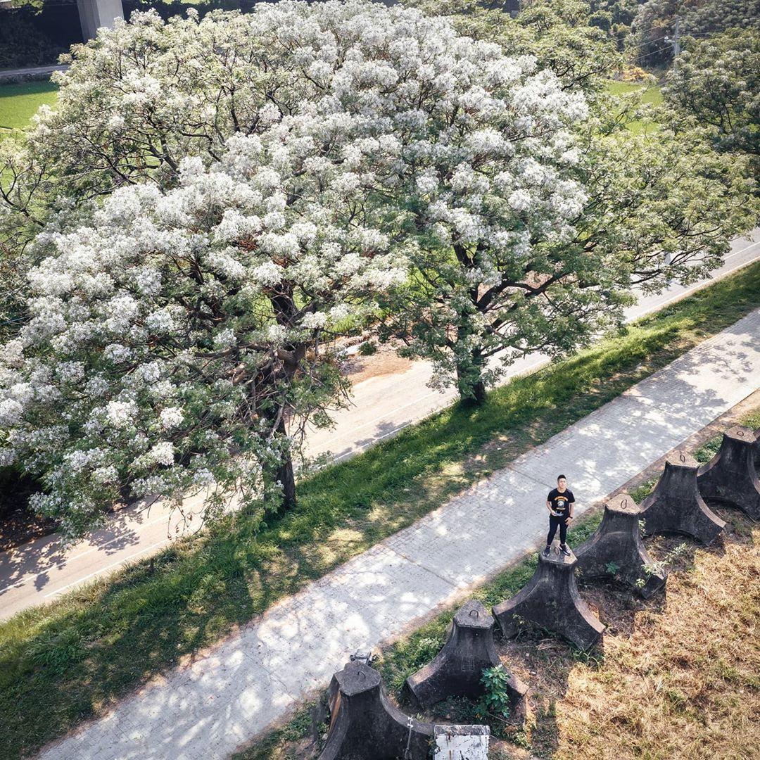 苦楝樹開滿小花宛如覆蓋滿滿白雪，網友也驚喜表示，旁邊還有消波塊可以一起拍攝入鏡。（圖／IG@shih.shin提供）