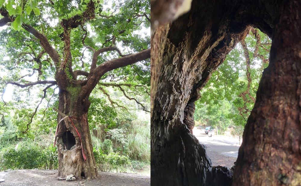 位於國姓鄉北港村北圳步道的茄苳樹神木，樹冠約300平方公尺，十分壯觀。（圖／本報資料照，記者佟振國攝）