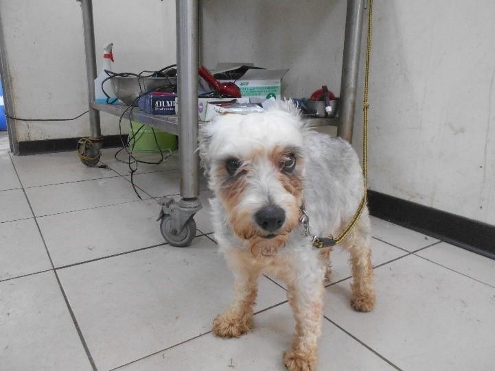 收容所雪納瑞浪犬不斷哀嚎 腹部鼓起手術竟發現逾百顆 它 藏在裡面 玩咖playing 自由電子報