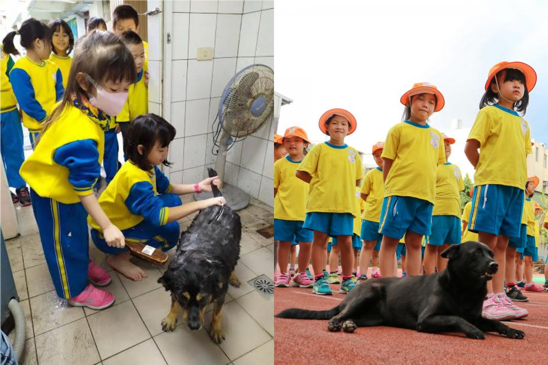 圖左為另一隻校犬「來瘋」，由學生學著照顧幫牠洗澡清潔；校犬「來玩」除了導護外，也會和同學一起參與晨會。（龍岡國小鍾老師／圖片提供）