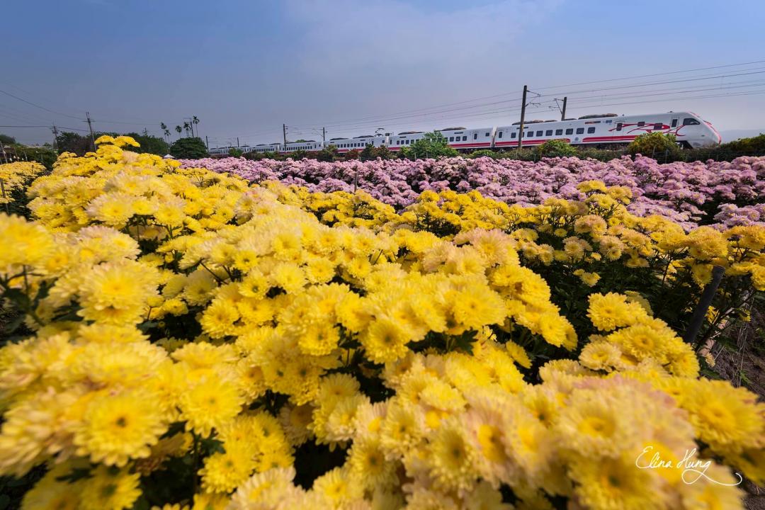 彰化社頭鄉雙義路的「花田列車」在網路上爆紅。（圖／攝影師洪雅芳提供）