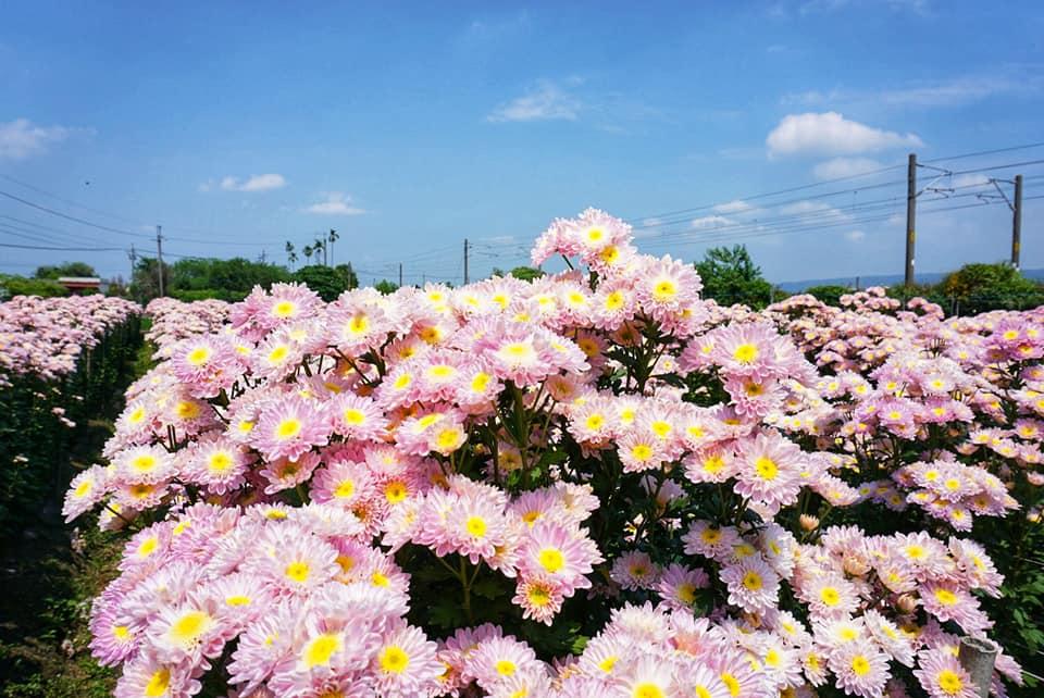 爆裂盛開的粉色系菊花相當夢幻。（圖／攝影師徐世超提供）