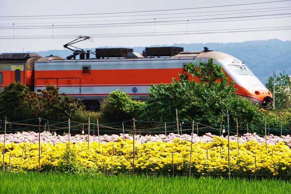 以雙色菊花田、田野綠草為前景，捕捉鐵道上行駛而過的列車，形成一幅美景。（圖／攝影師徐世超提供）