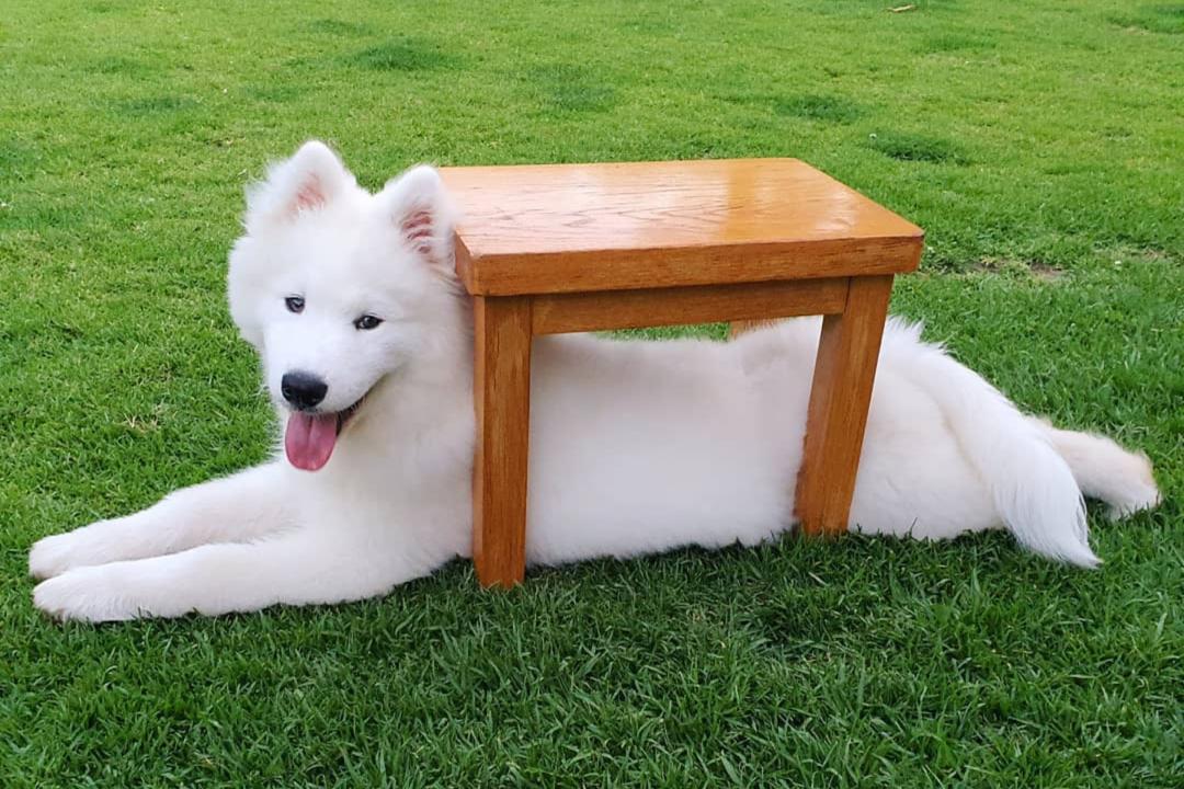 薩摩耶Mashiro雖不滿1歲，但體型已經頗有分量。（圖片提供／Instagram@mochi_little_paw）