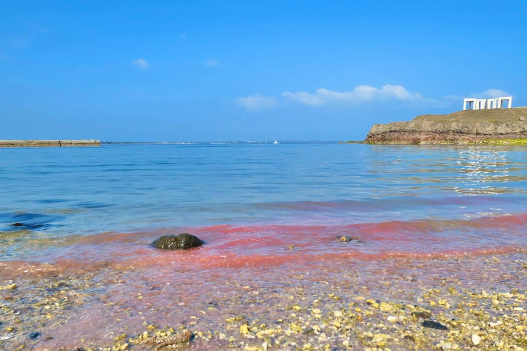 大量珊瑚卵將湛藍海岸染成夢幻粉紅漸層。（圖／澎湖傑克家族民宿提供）