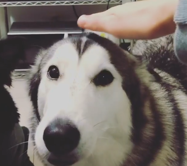 感應到手伸向頭部，哈士奇立刻開啟給摸模式。（圖／Instagram@lilaandcompawny授權影片）