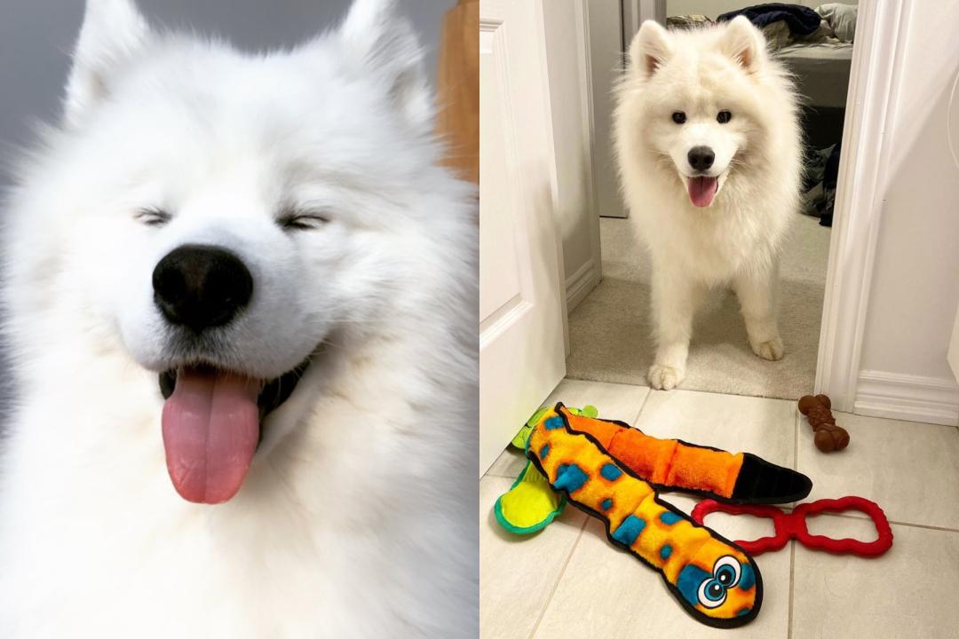 薩摩耶Zuko今年已滿2歲，是家中最疼愛的寶貝。（圖片提供／Instagram@zukothesamoyed）