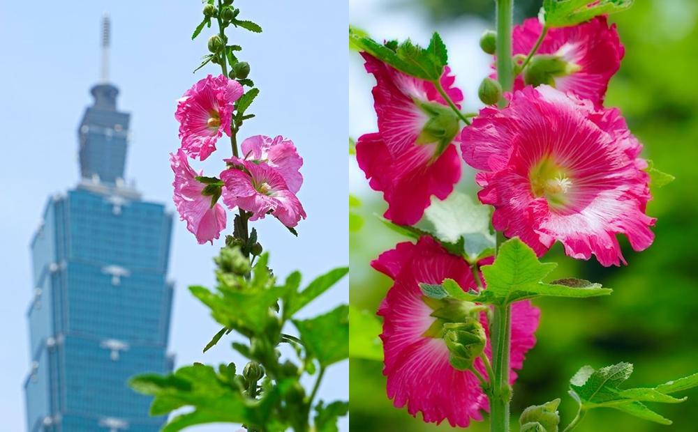 蜀葵又稱為一丈紅、端午錦，花語是平安與真誠的愛。（圖／截自台北旅遊網，拍攝者高讚賢）