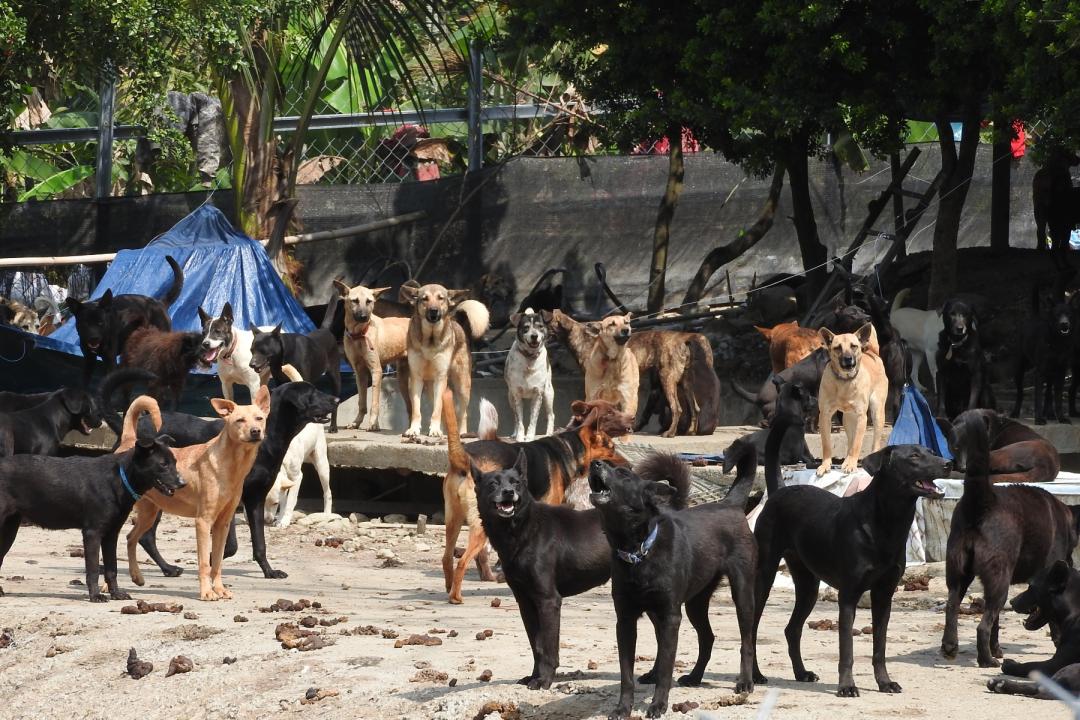 流浪動物氾濫問題跟飼主可能也有關係 全因你沒做這件事 玩咖playing 自由電子報