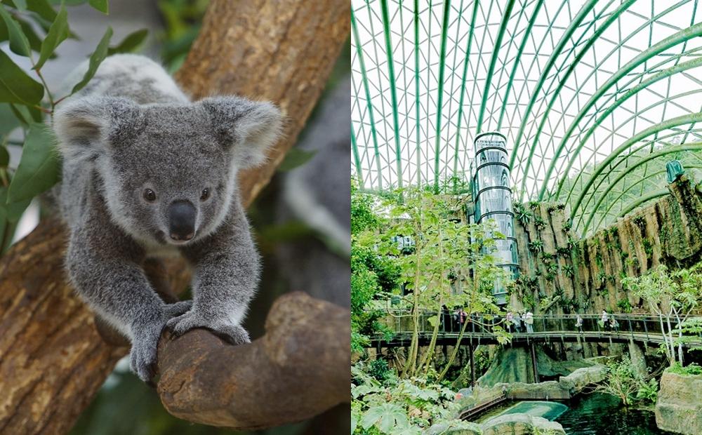 走訪台北市立動物園，與無尾熊等可愛動物相見歡、參觀新建成的穿山甲館。（圖片來源：台北市立動物園）