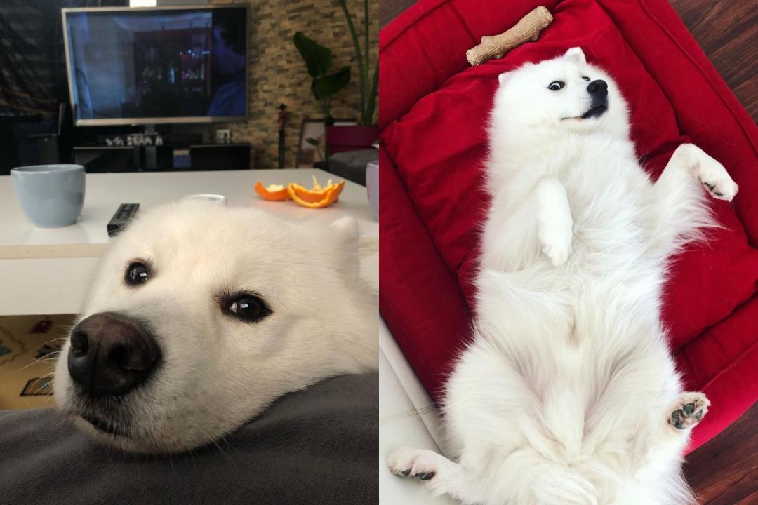 薩摩耶犬和主人生活在土耳其，上山下水到處玩。（圖片提供／Instagram@wintersamoyed_）